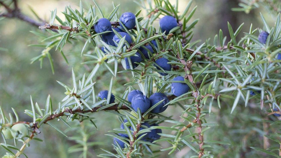 Juniper berries