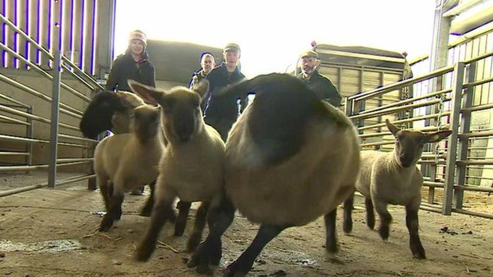 Sheep being herded by farmers