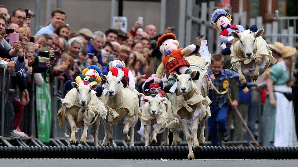 Moffat sheep racing