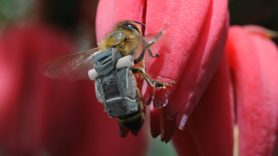 Mock-up of bee carrying a backpack