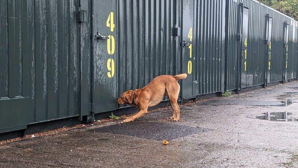 Police dog sniffing out illegal items