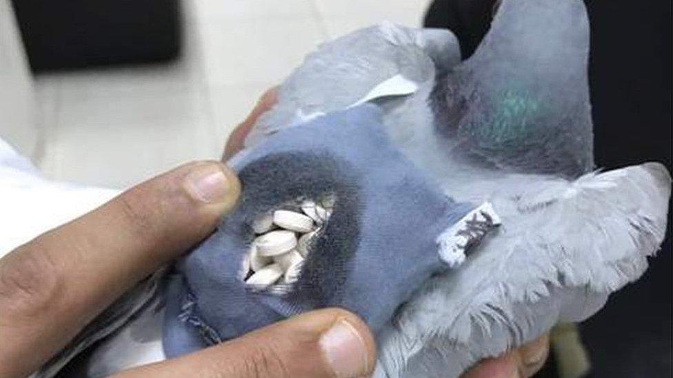 Pigeon found carrying drugs in Kuwait