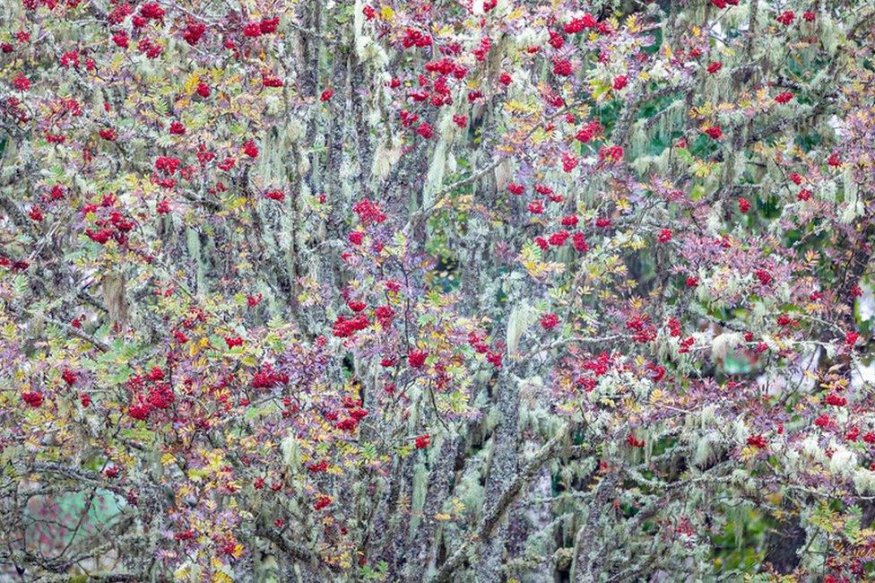 Rowan and lichen