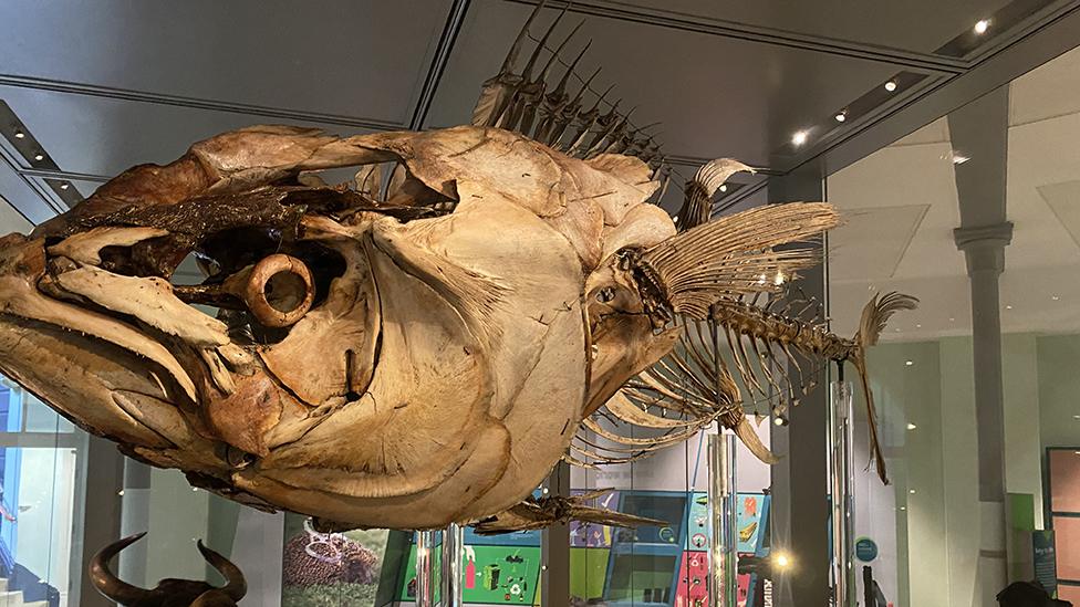 Tuna skeleton