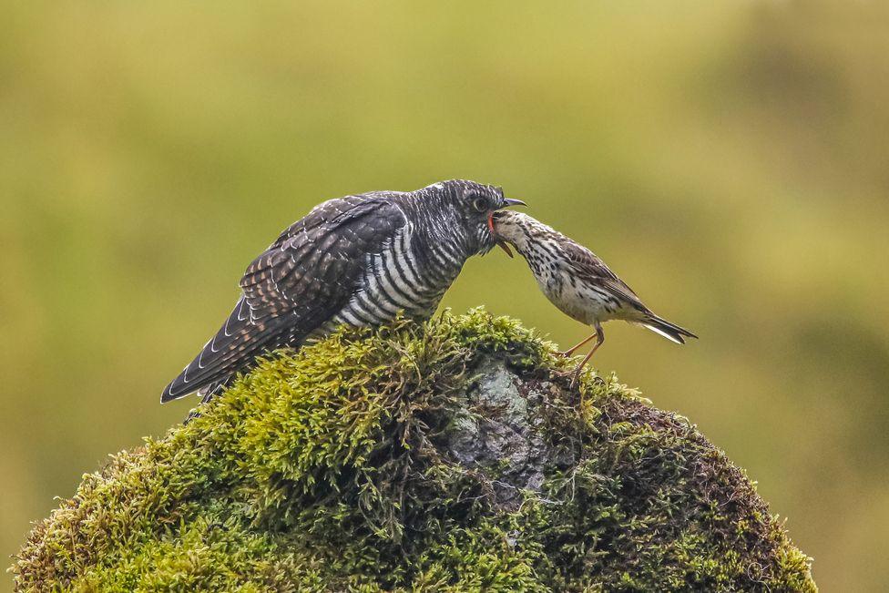 Bird feeding fledgling