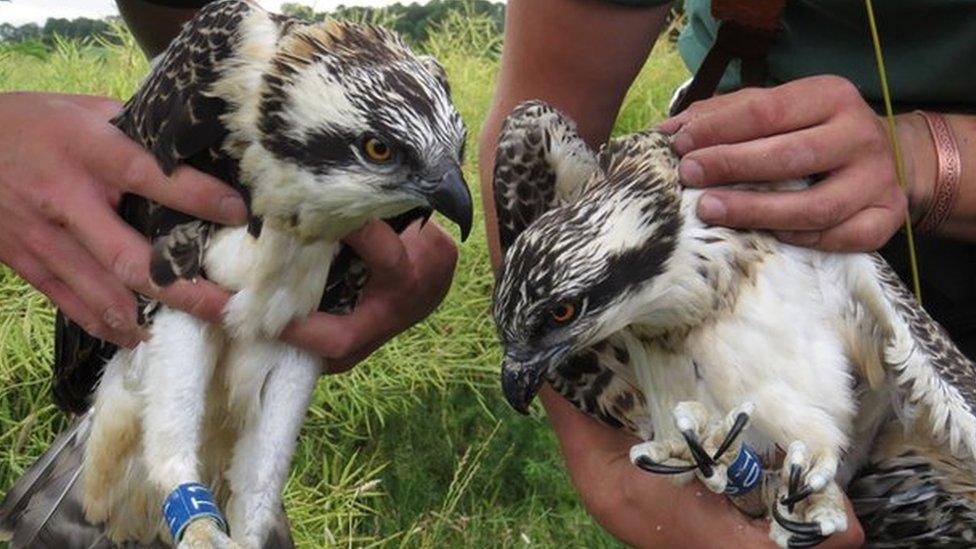 100th and 101st Rutland osprey chicks