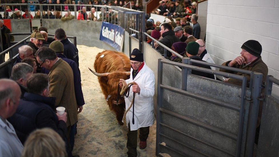 Oban cattle show