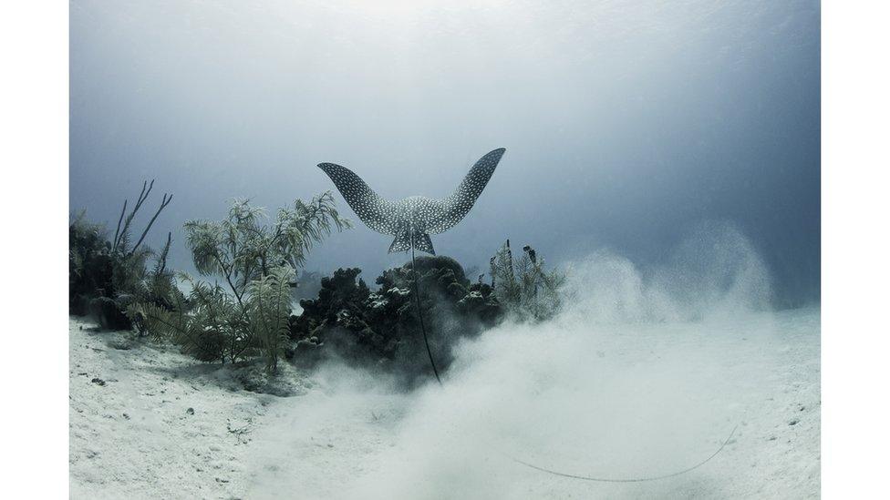 Departing eagle ray