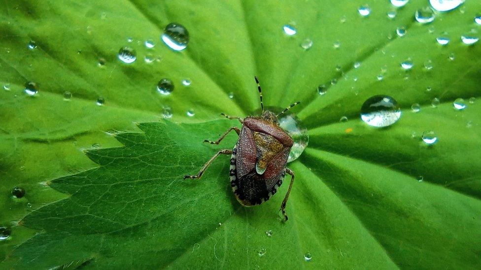 Hope Skidmore's Shield Bug