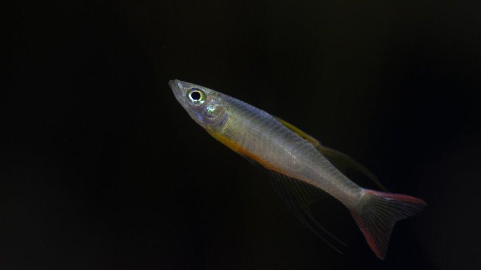Threadfin-rainbowfish.