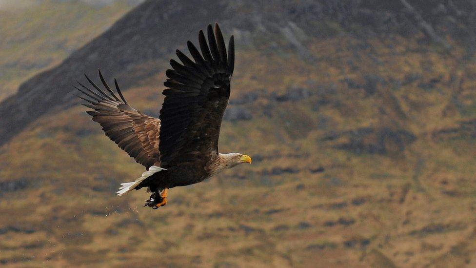 White tailed eagle