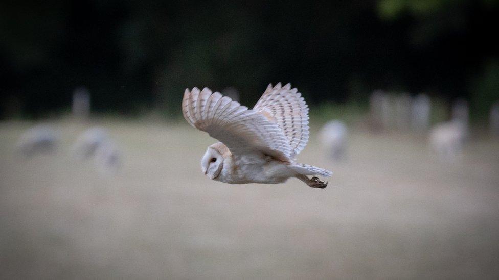 Barn owl