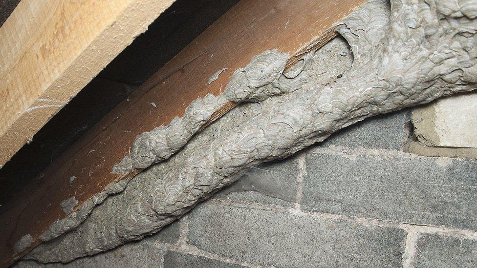 Wasp nest tunnel