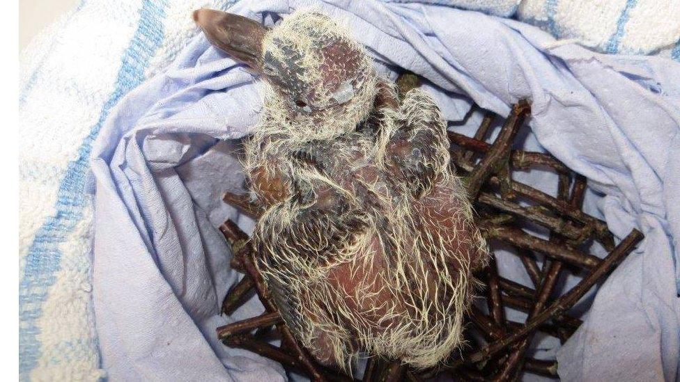 A newborn pink pigeon