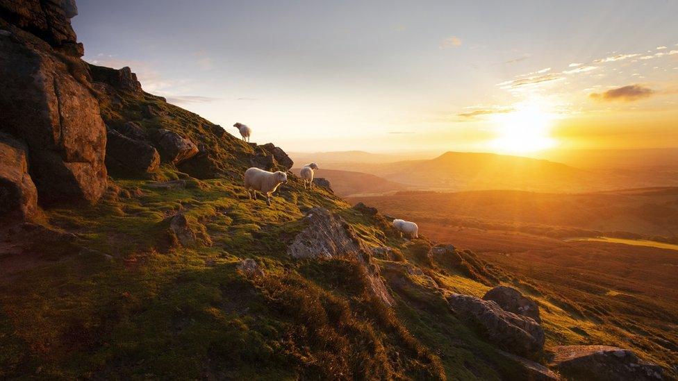 Sun and sheep on Brecon Beacons, Powys