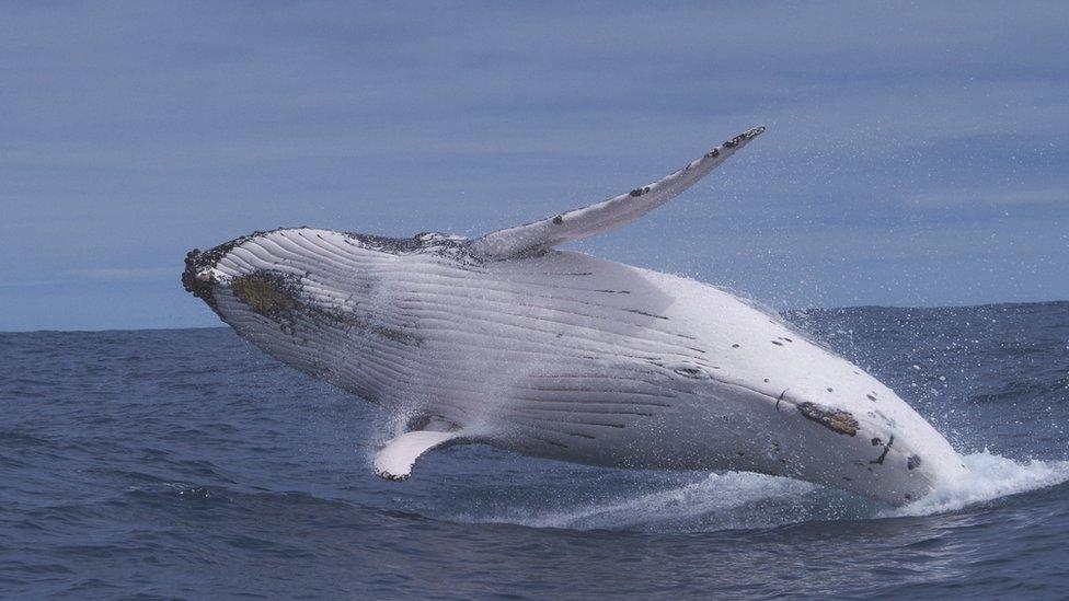 whale breaching