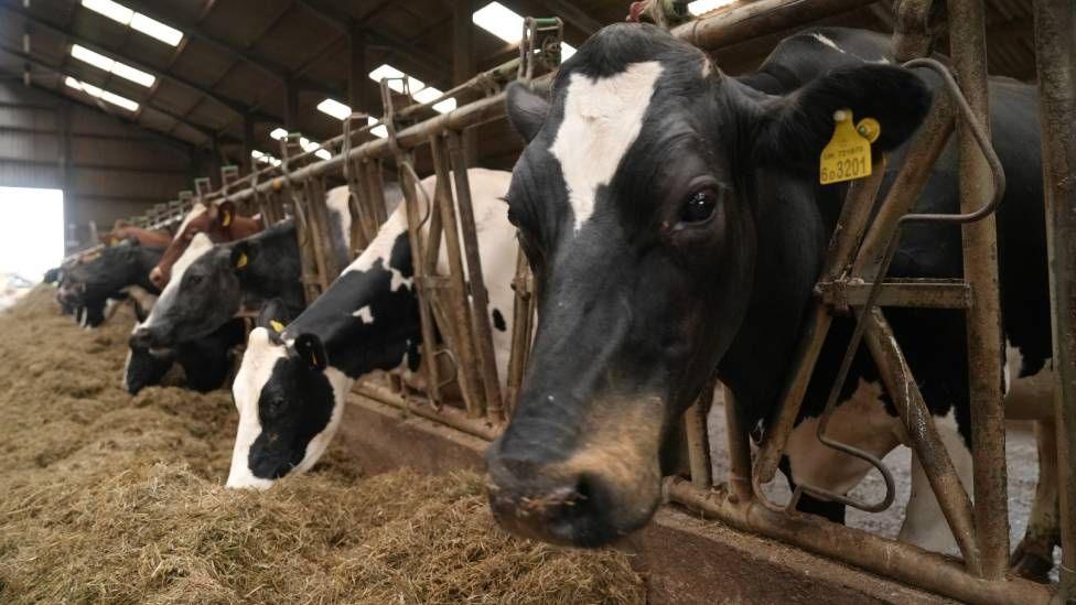 A row of black and white cows are seen lined up in a pen, reaching through it to eat hay