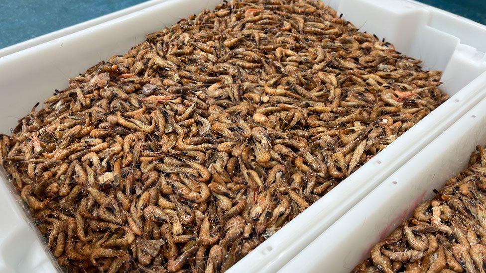 A large white open topped plastic box with piles of small brown shrimps piled up within.