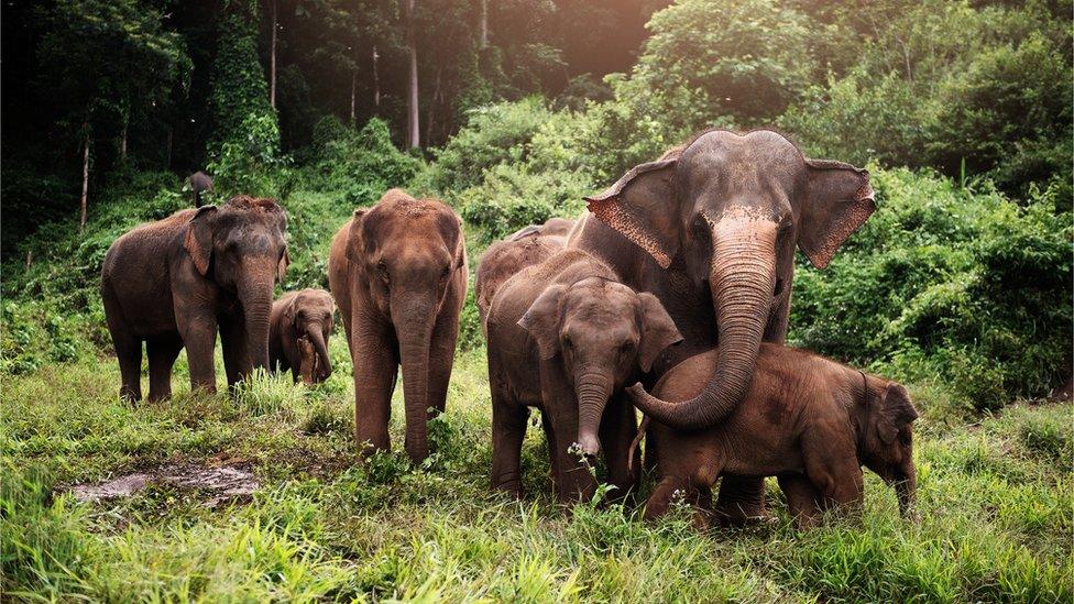 Asian elephants