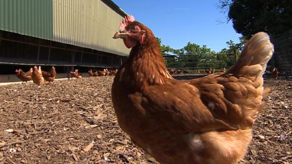 Hen on poultry farm at St Brides