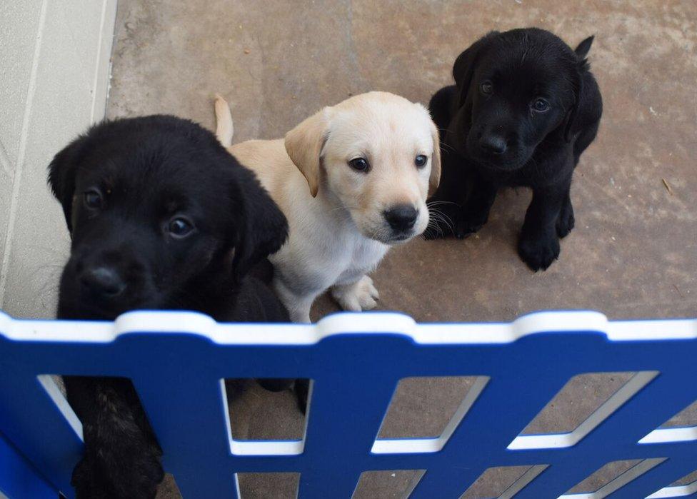 A trio of pups sitting in a line