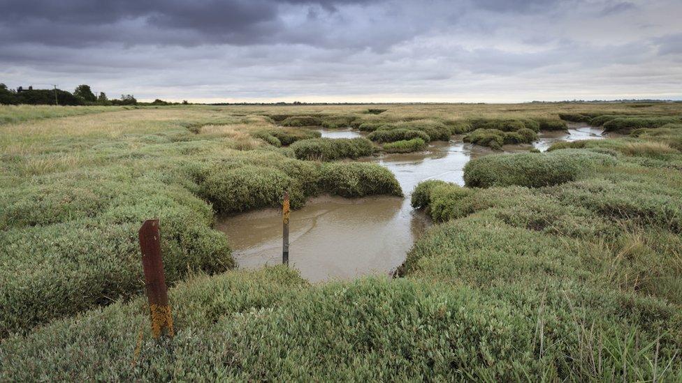 A view across the salt-marsh at Northey Island, Essex