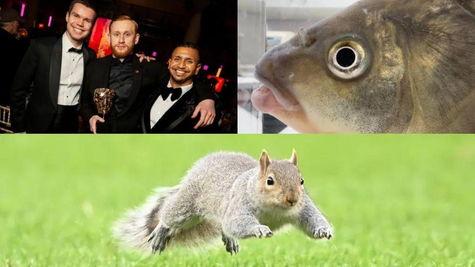 Top left: Group shot of students who won a BAFTA, Top right: A close up of the side of a silver fish, bottom: A squirrel running across the grass 