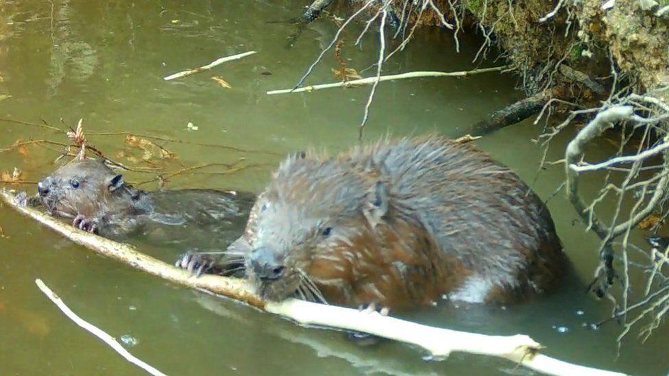 Mum and baby beaver eating bark together in water with roots of pond bank behind them