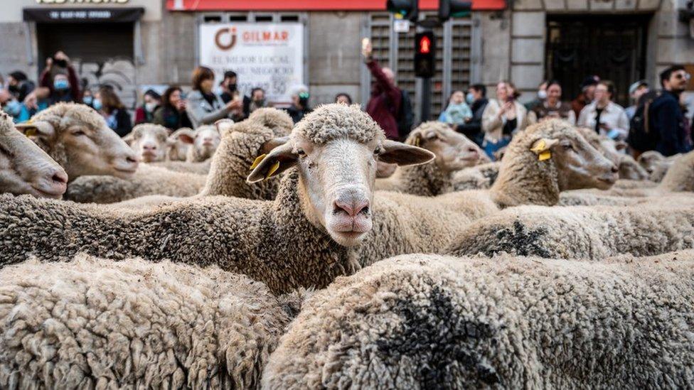 Close up of sheep walking through the streets