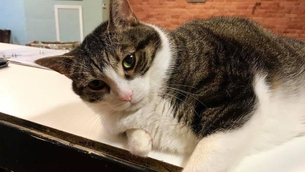 A tabby-coloured cat staring into the camera