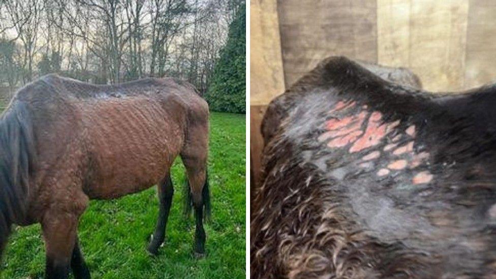 A brown Thoroughbred horse, standing upright but looking emaciated. The animal's ribs are visible through its skin. A close-up shows hairless patches on its body with raw-looking skin visible.