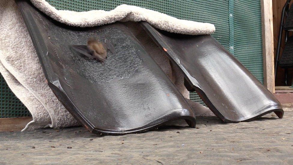 Bat on tile with sand paint, next to a tile with just the glaze