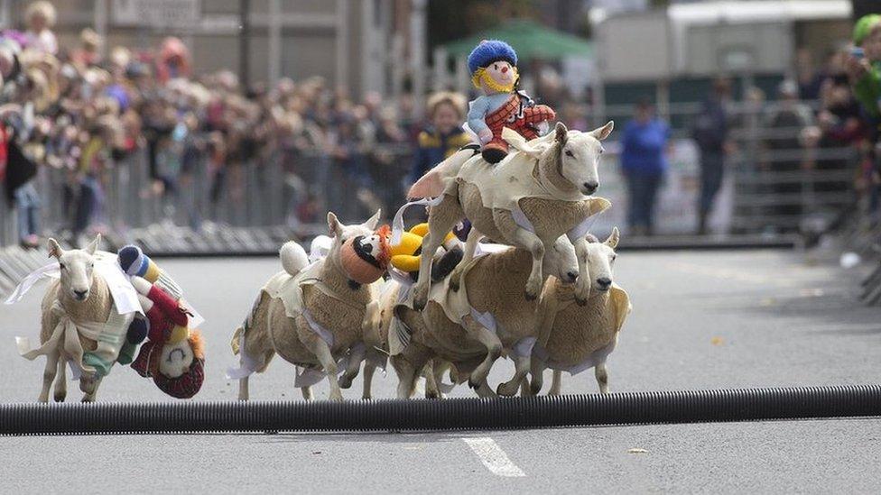 Sheep racing