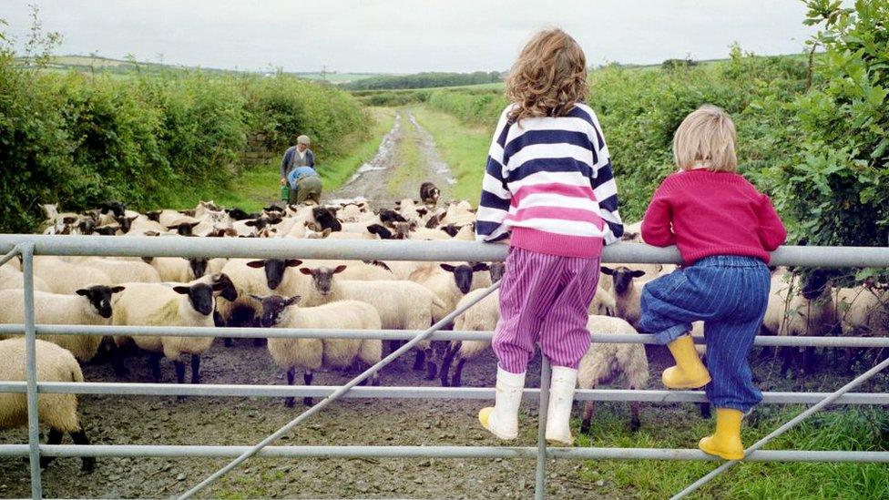 children-watching-sheep.