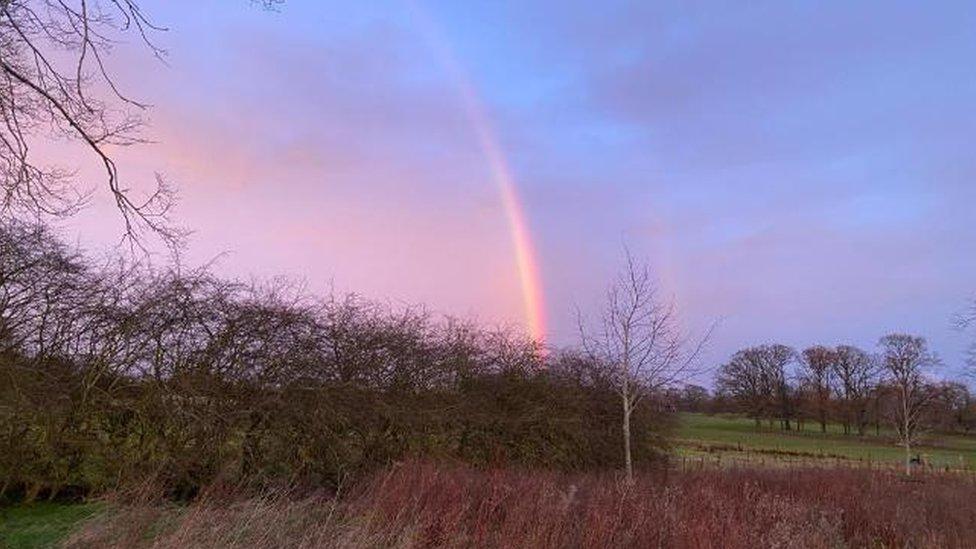 Field with tall corn in the foreground and rainbow against purple sky in background