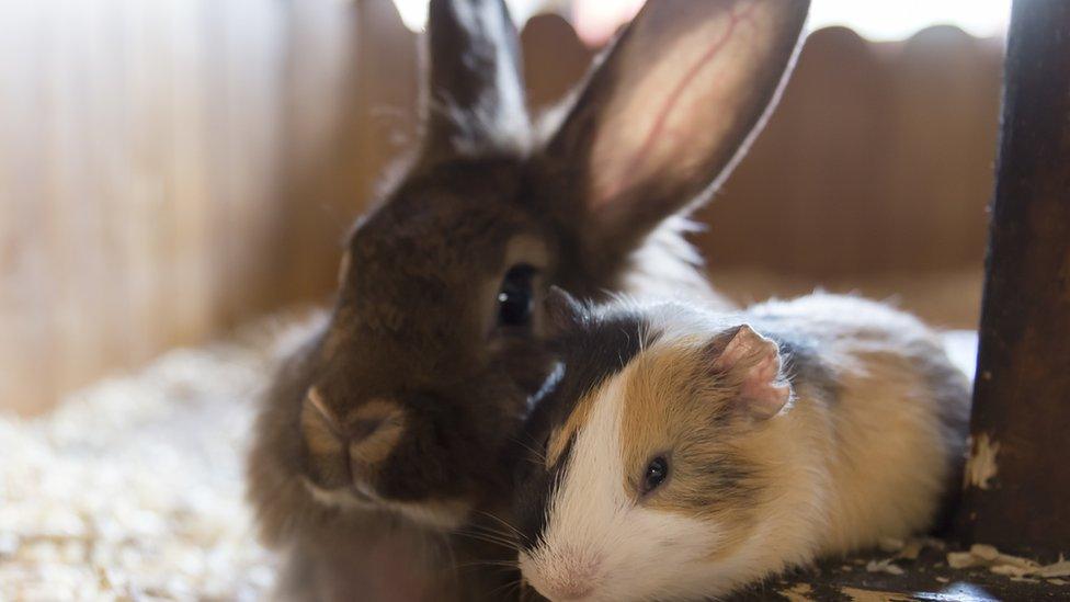 rabbit-guinea-pig.