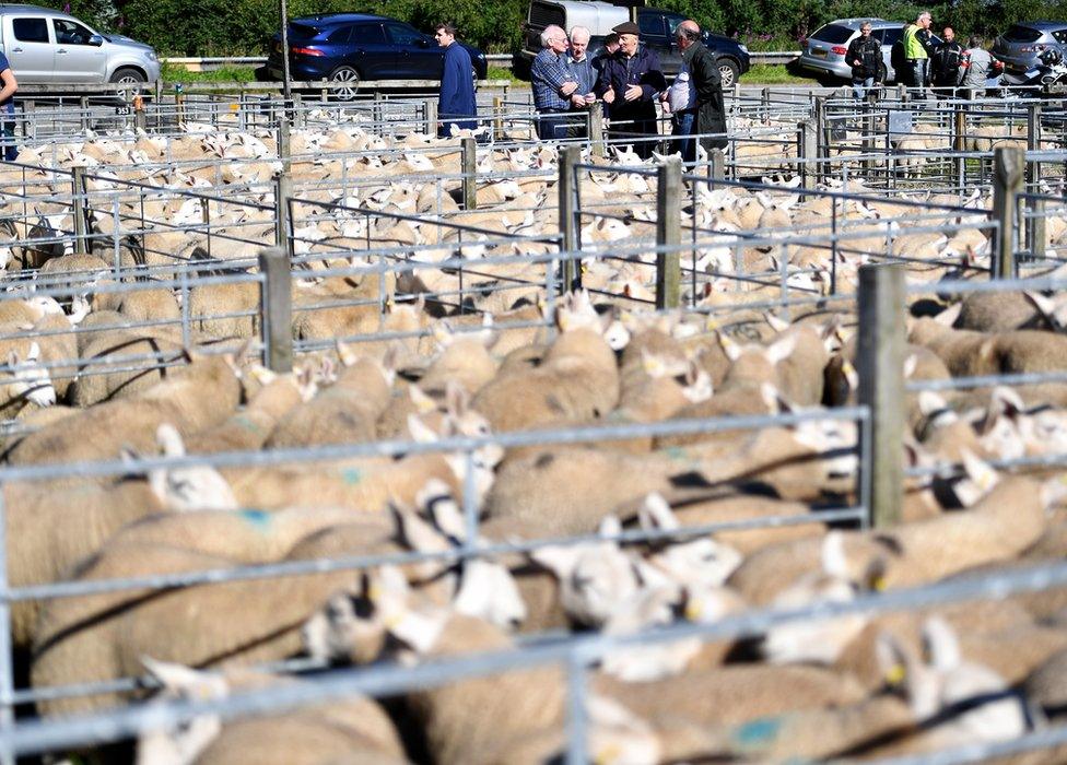 Lairg sheep sales