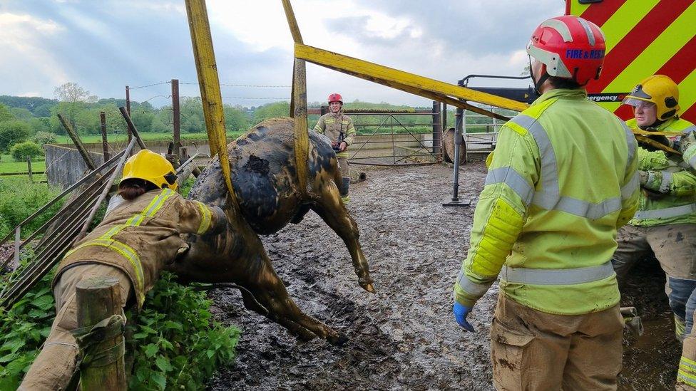 The calf in a slurry pit