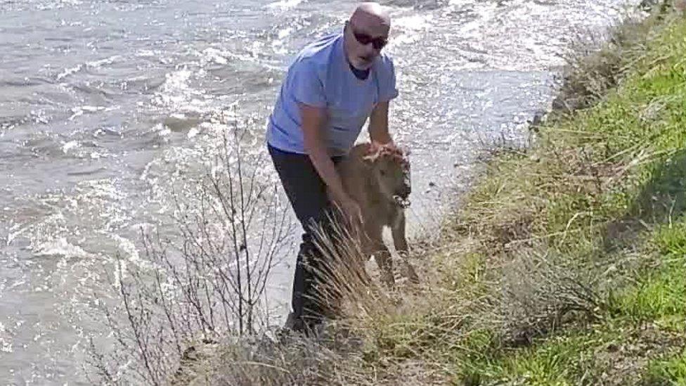 The unidentified man holding the bison calf