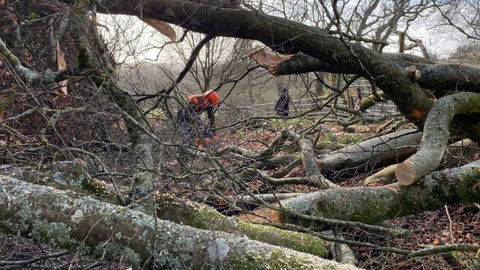 Trees down at Minstead Lodge