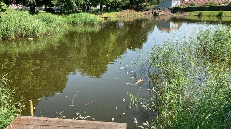 Dead fish at Blakespool Park pond