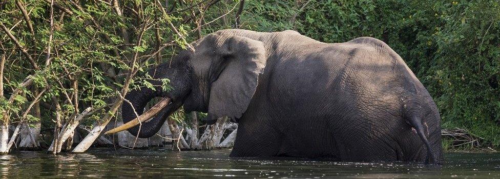 A bull elephant bathes and drinks water on the Northern shores of Lake Edward inside Virunga National Park