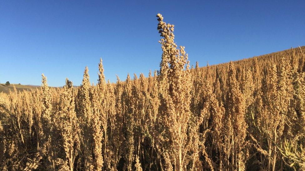 Quinoa in a field