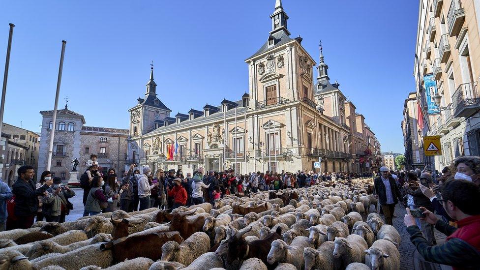 Hundreds of sheep and goats walking through the streets of Madrid