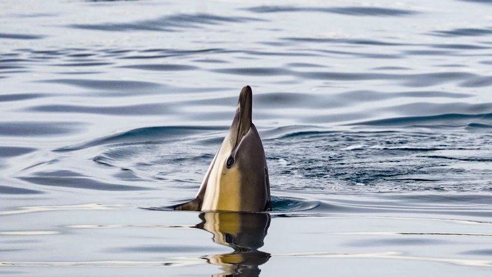 common dolphin swimming with its nose out the water