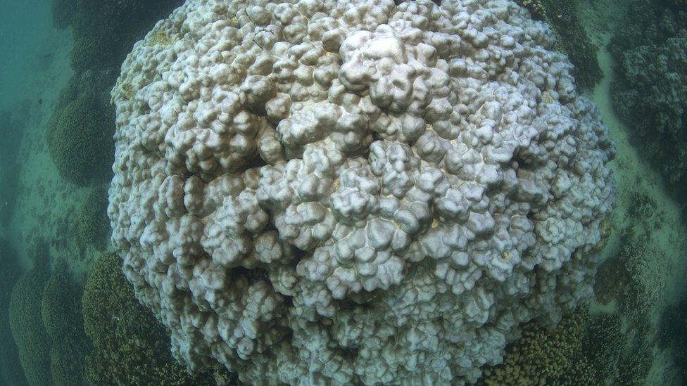 Bleached coral almost completely white