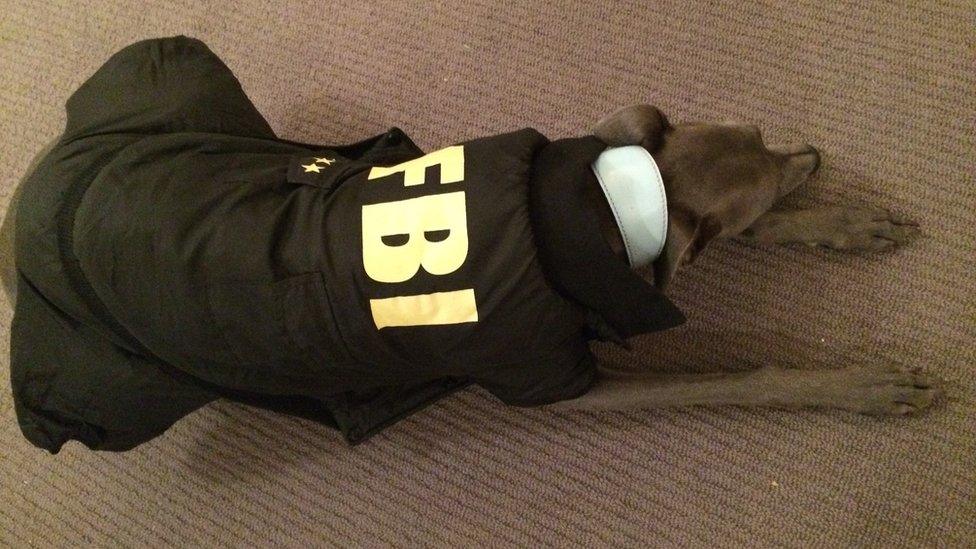 Dog wearing a jacket that says "FBI"