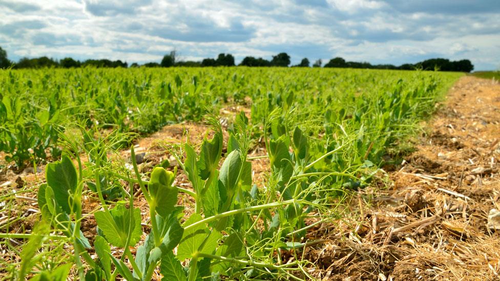 Pea shoots