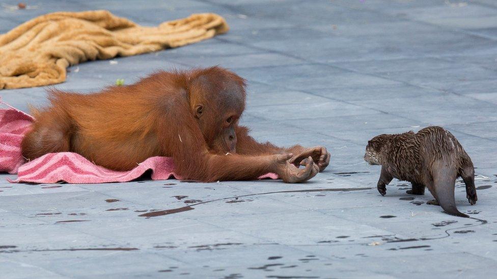 Orangutan and otter families make friends