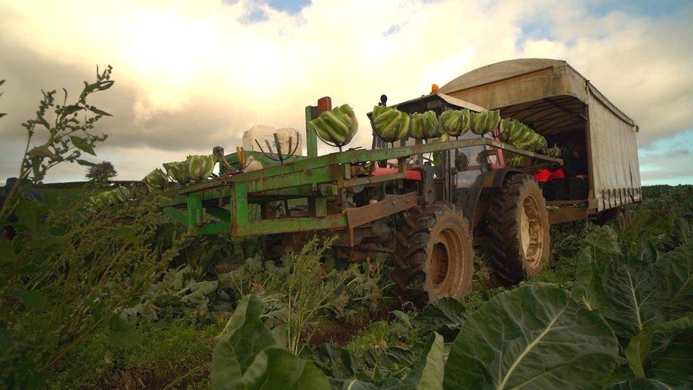 A machine picking up cabbages in a field